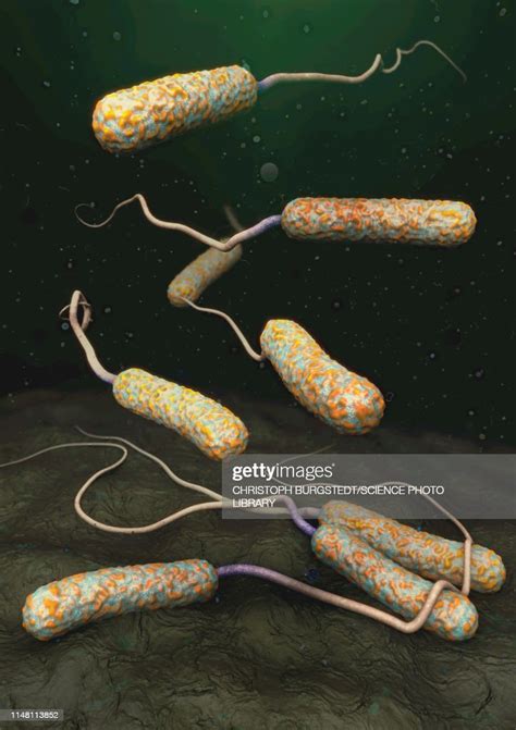 Cholera Bacteria Illustration High Res Vector Graphic Getty Images