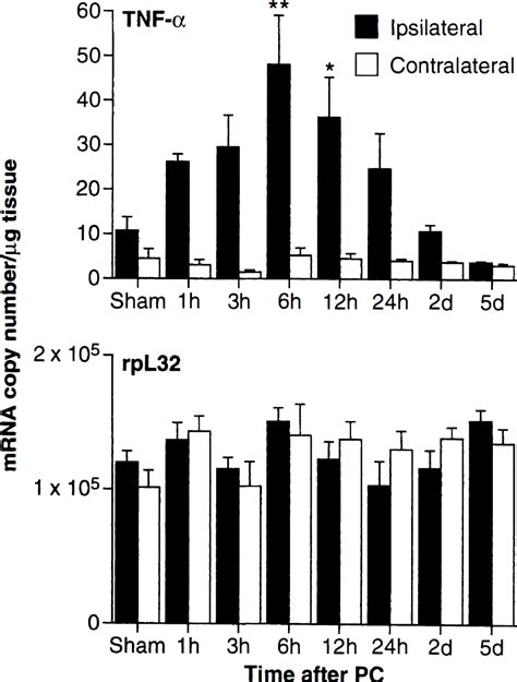 Detection Of Tumor Necrosis Factor Mrna Induction In Ischemic Brain