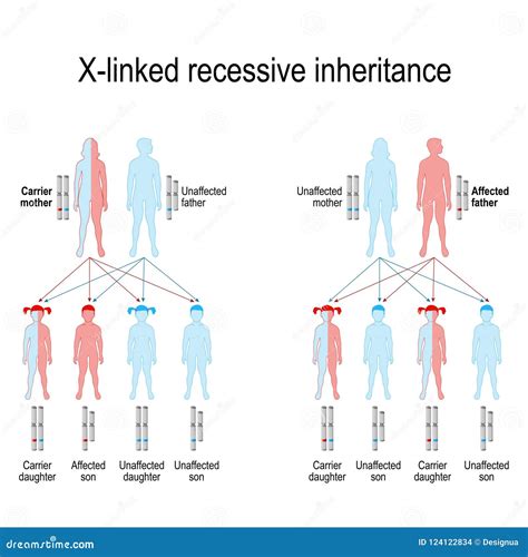 X Linked Recessive Inheritance Stock Vector Illustration Of Disorders