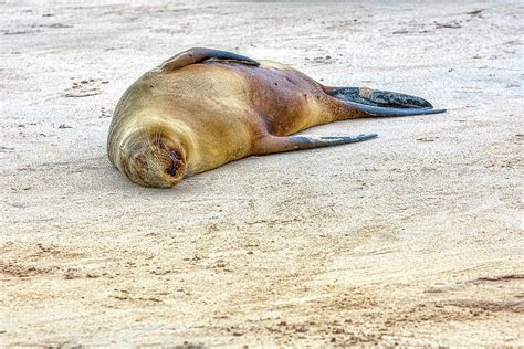 Sea Lion sleeping Photograph by Donald Lanham - Pixels