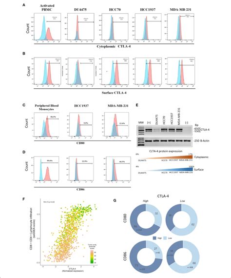 Expression Of Ctla Cd Cd Ligands And Ctla Associated