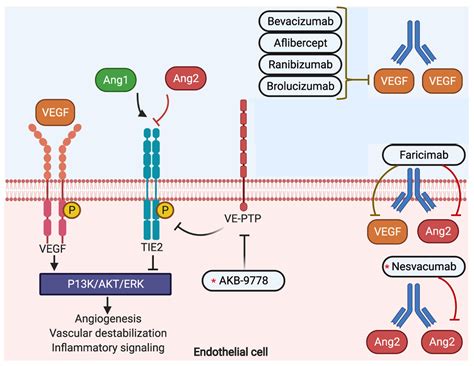 Navigating And Targeting The Novel Tie2 Signaling Pathway To Improve