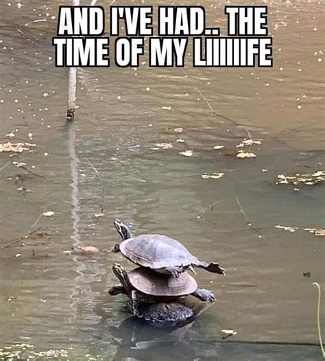 International Turtle Day Memes Pics And Appreciation Turtles