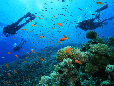 Palawan Diving: Explore the Best Dive Spots in the Philippines.