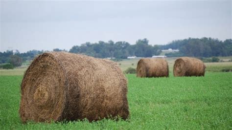 Forrajes La Clave Para Incrementar La Productividad Del Rodeo