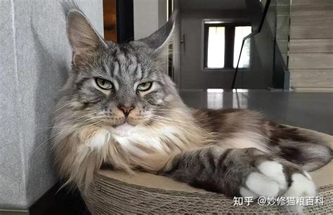 纯种缅因猫有哪些特征看这5点就好了别养错了 知乎