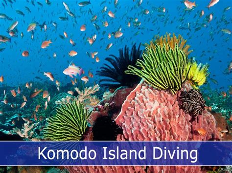 Komodo Island Diving The Ultimate Diving Guide