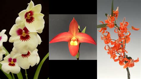 The Fascinating Functions of Plant Pigments - OrchidWeb