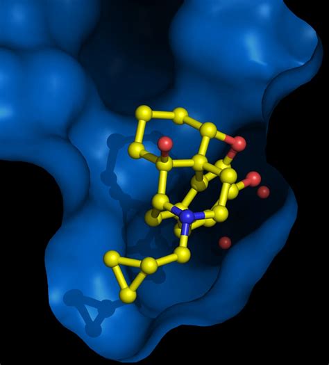 A Step Closer To Morphine Without Side Effects Inserm Newsroom