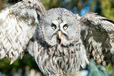 owl spread wings      owl spread wings stock