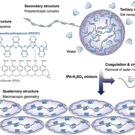 Schematic Illustration Of Pedotpss Structure Coagulation And