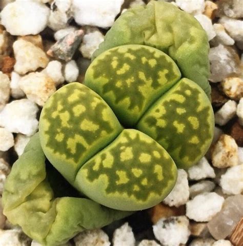 Lithops Julii Ssp Fulleri Cv Fullergreen C56A Bulbo Plant