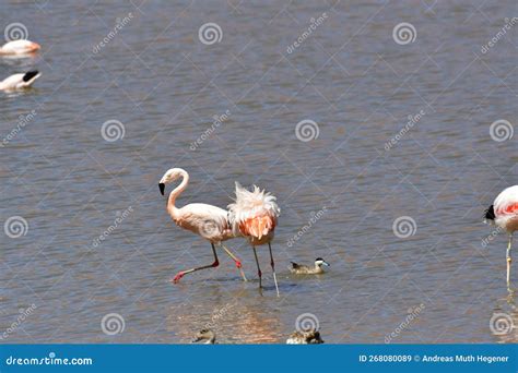 Flamingos in Atacama Desert Chile South America Stock Image - Image of ...