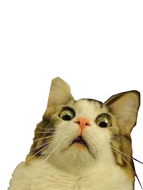 Cat Meme Face Png The Images Have Been Used To Create Videos In Which