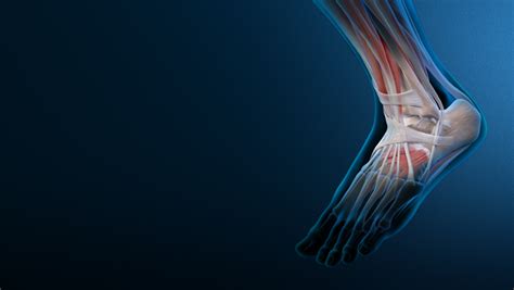 foot  ankle orthopedia