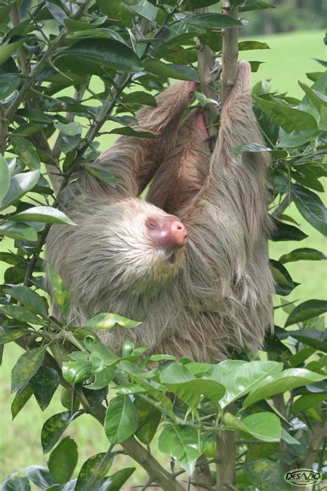 Costa Rica, Sloth www.desafiocostarica.com | Walking in nature, Ecotourism, White water rafting