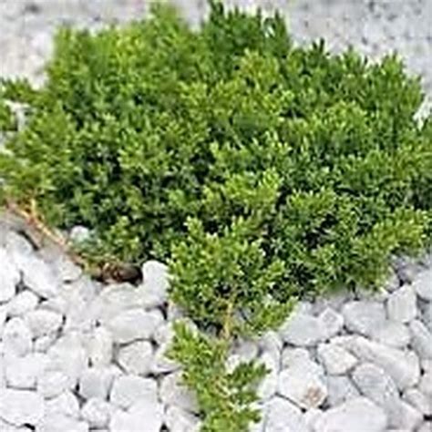 Japanese Garden Juniper | Star Nursery Garden and Rock Centers