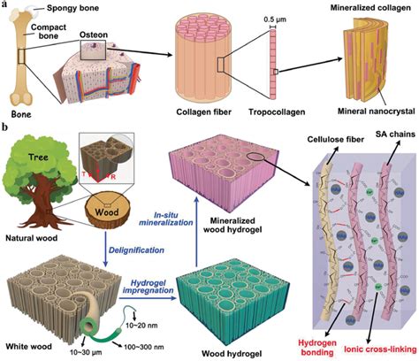 A Schematic Illustration Of The Hierarchical Structure Of Natural