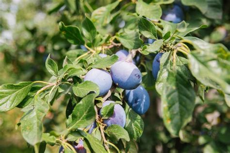 Premium Photo Ripe Plums Hanging From A Tree Branch Ready To Be