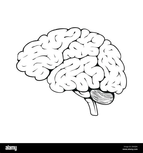 Brain. Vector illustration of a sketch the human internal organ ...