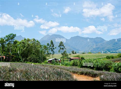 Pineapple Plantation At Malaybalay Bukidnon Philippines Stock Photo