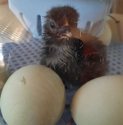 Sex Linked Olive Egger BackYard Chickens Learn How To Raise Chickens