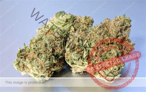 Girl Scout Cookies Strain - #1 Best Online Pharmacy - ArtemisPlus Shop