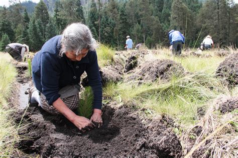 Importancia De Los Ecosistemas Forestales Especies De Los Bosques Y