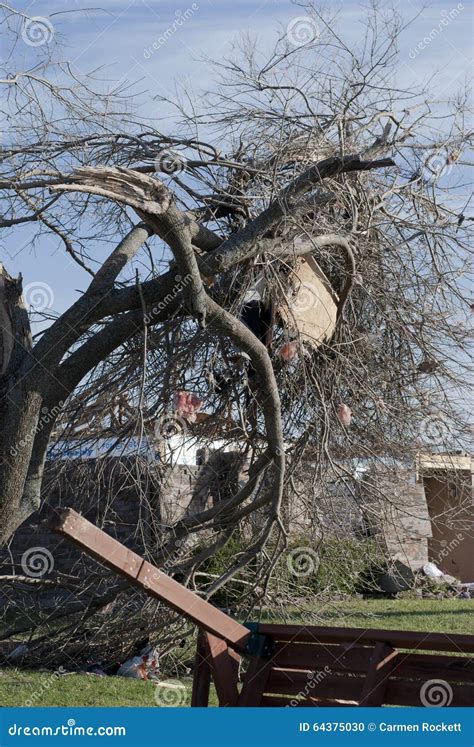 Debis Suspended In Destroyed Tree After Tornado Editorial Image Image Of Destruction December