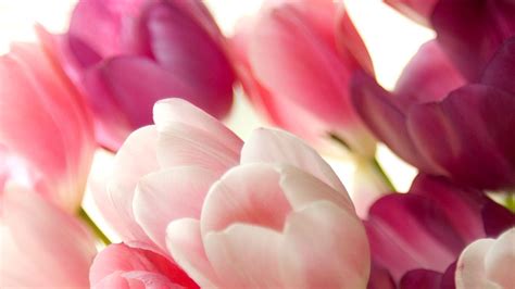 Pink Tulip Wallpapers - Wallpaper Cave