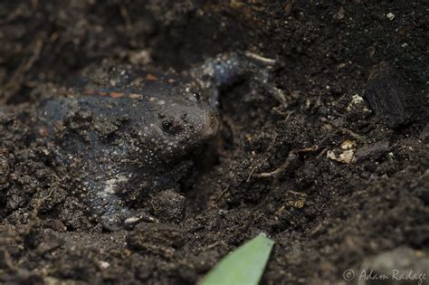 Burrow Mexican Burrowing Toad Rhinophrynus Dorsalis The Flickr