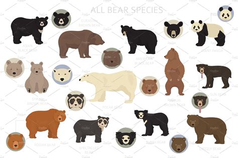 Bear species set | Illustrations ~ Creative Market