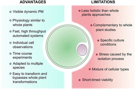 Frontiers Protoplast A Valuable Toolbox To Investigate Plant Stress