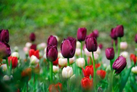 Spring Combination Ideas Bulb Combinations Plant Combinations