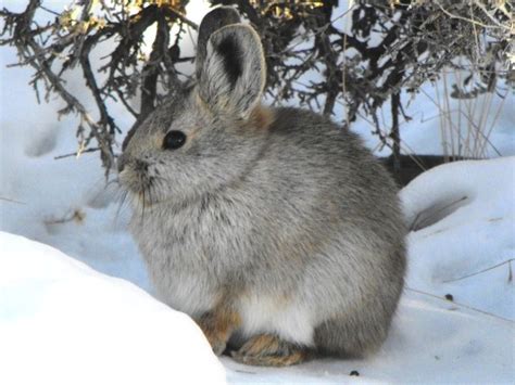 Pygmy rabbit - Alchetron, The Free Social Encyclopedia