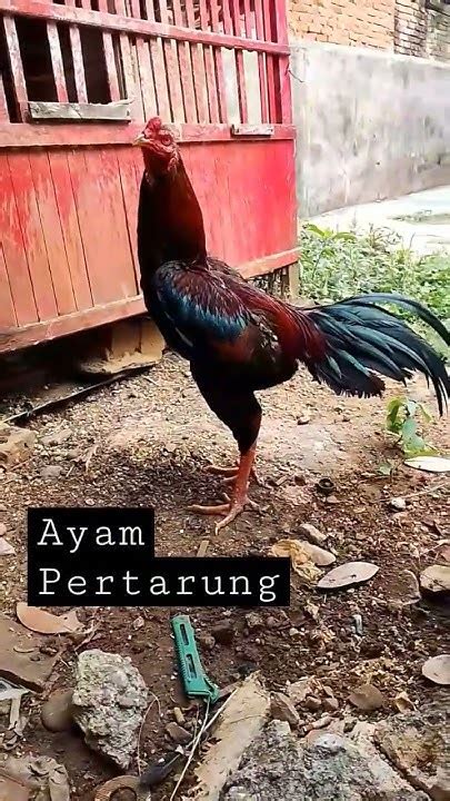 Ayam Bangkok Thailand Petarung Rambo Tranding Youtubeshorts