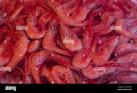 A Pile Of Shrimps For Sale At A Fish Counter Fresh Prawn Sale In A