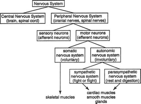 The Nervous System Flashcards Quizlet