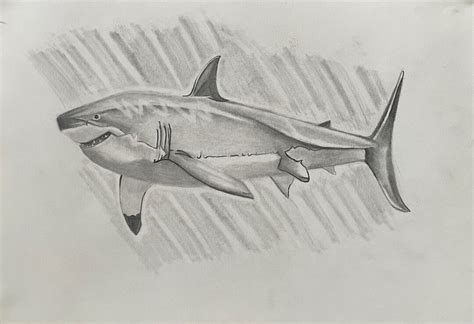 Great White Shark Sketch print - Etsy