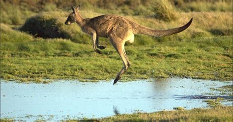 Berkuliah Fakta Menarik Tentang Australia