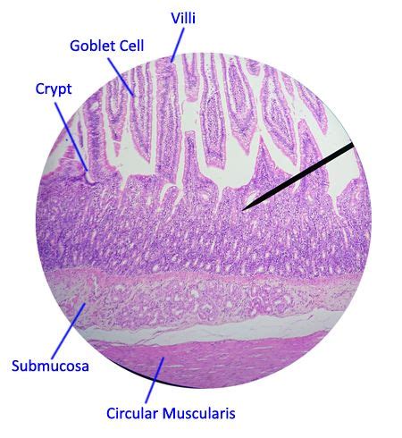 jejunum Histology.