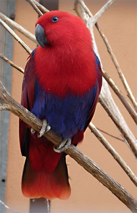 Eclectus Parrot Eclectus Roratus A Female In A Cage The Internet