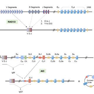 BCR Gene Rearrangements By V D J Recombination And Class Switch