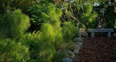 PlantFiles Pictures Pinus Species American Pitch Pine Slash Pine