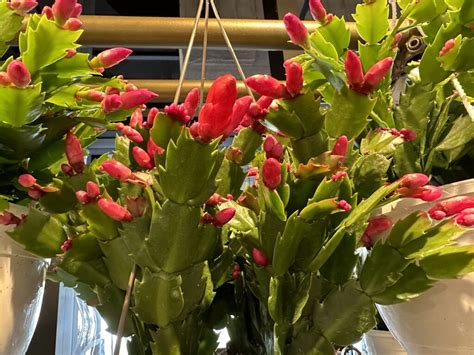 Christmas Cactus Care Make Your Plant Thrive And Flower