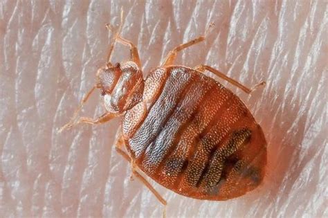 Bed Bugs Pest Control Services In Hyderabad Id 2851603285230