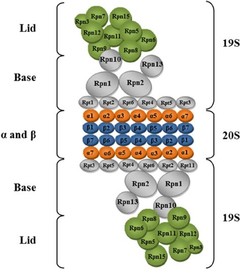 Proteasome Subunits