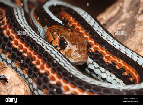 Common Garter Snake Hi Res Stock Photography And Images Alamy