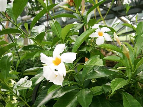 White Mandevilla Vine Care Guide | Plantly