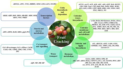 Frontiers Molecular Mechanisms Involved In Fruit Cracking A Review